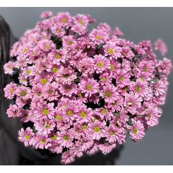 Сантини 15 шт