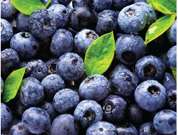 плодовые растения