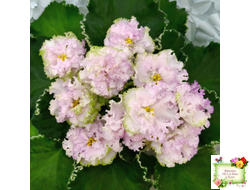 АВ-Богатая Невеста (Фиалковод) 2020 г.