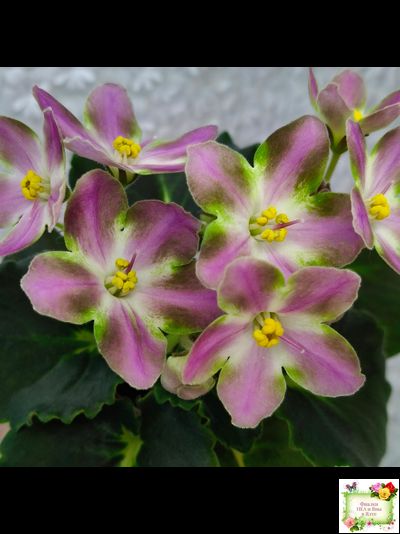 RIV-Амнезия (И. Растегаева) 2024 г. (лист посажен 05.11.25)