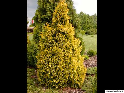 Туя Санкист - Sunkist