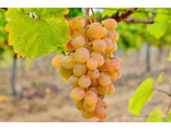 Мускат Янтарный