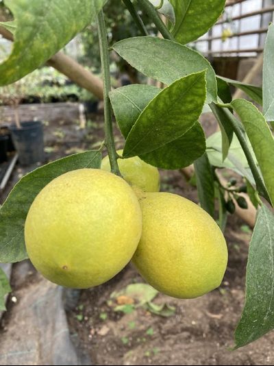 Лимон Мейера