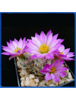 Escobaria minima SB 423