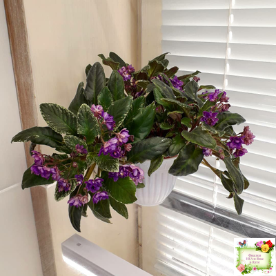 Senk's Azalea Trail (R.Follett/D.Senk) (9845) 01/30/2008 трейлер