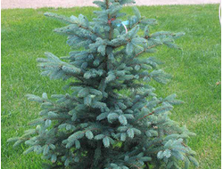 Ель колючая Glauca Arizonica, C2