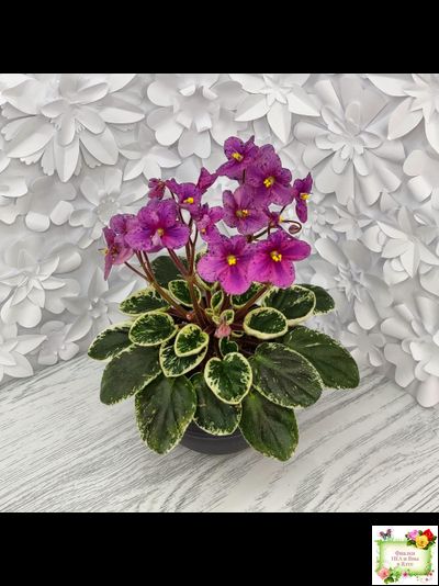 Mac&#039;s Coral Clackamas (G.McDonald) (стартер)