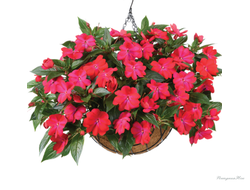 Бальзамин новогвинейский Harmony Colorfall  Neon Red  в горшке 0,7л