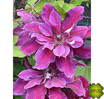 Клематис "Май Бьюти" (2 группа обрезки) саженец 3 года