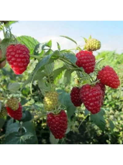 Самородок  (малина неремонтантная), 1год, ЗКС