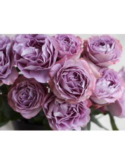 Лавендер Букет (Lavender  Bouquet)