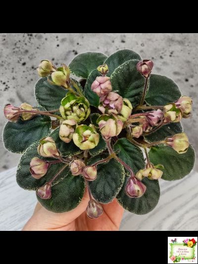 Н-Фавн (Н. Бердникова) 2017 г. (лист посажен 29.01.26)