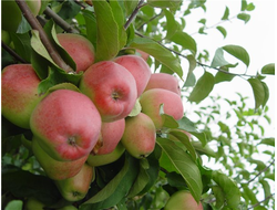 Кандиль орловский (яблоня)