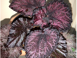 Бегония DS- Knowing