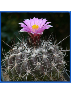 Thelocactus conothelos v. saussieri PP 846