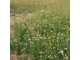 Тысячелистник (Achillea millefolium) 2 г - 100% натуральное эфирное масло