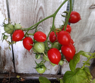 Семена томата Поцелуй герани