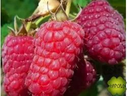 МАЛИНА ЛЯШКА (РАННЯЯ, КРУПНАЯ) саженец 1,5 года