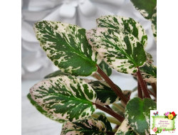 Adeara (P. Tracey) (3975) 06/02/1980 трейлер