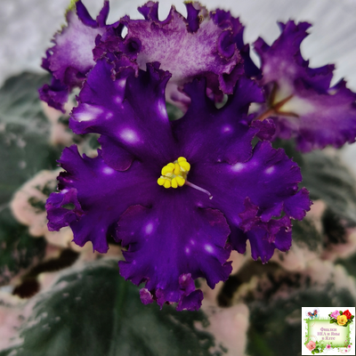 МТ-Моя Вселенная (М. Тотиева) 2023 г.