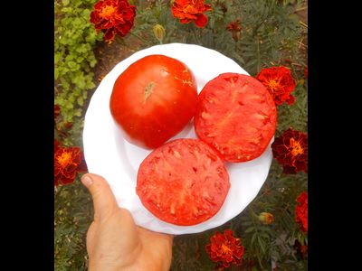 Томат Украинская Алена (Olena Ukrainian)