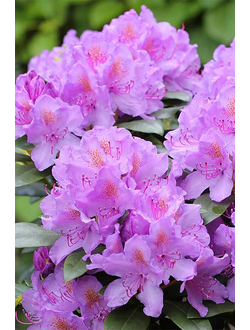 Рододендрон Catawbiense Grandiflorum