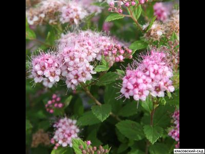 Спирея японская Литтл Принцесс