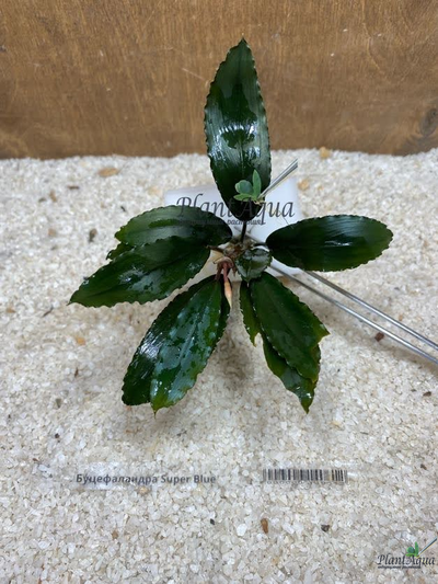 Буцефаландра Super Blue (Bucephalandra sp. Super Blue)