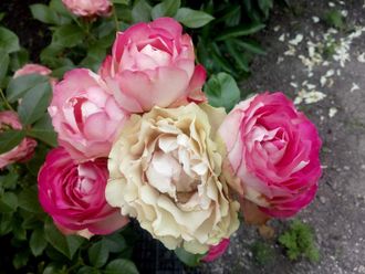 Акрополис (Acropolis ).  Meilland