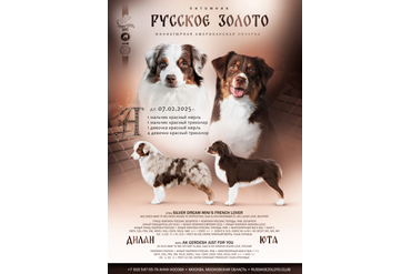 2025 г. Щенки миниатюрной американской овчарки, mas - помет &quot;А&quot;. ДР 07.02.25г от Юты и Дилана