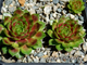 Sempervivum 'PACIFIC COUNTRI COUSIN’ - розетка