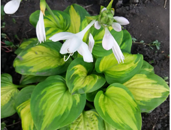 Cathedral Windows, фото хосты