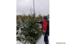 Туя Брабант 220 см фото - Выгодная покупка!