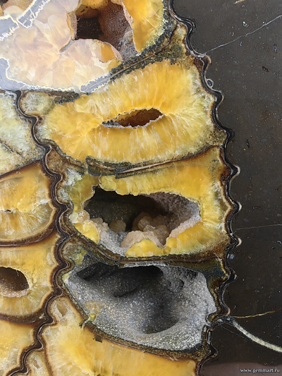 Аммонит, пирит, полированный срез с подставкой. Россия. 275*255*43мм