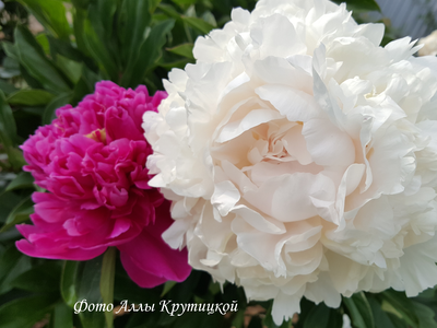 Пион Айсберг (Iceberg)