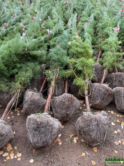 Сетка для кома d450х1,27мм (упаковка 50 шт.) Ромашка