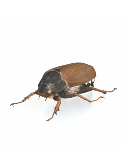 насекомые Жук майский Melolontha 01