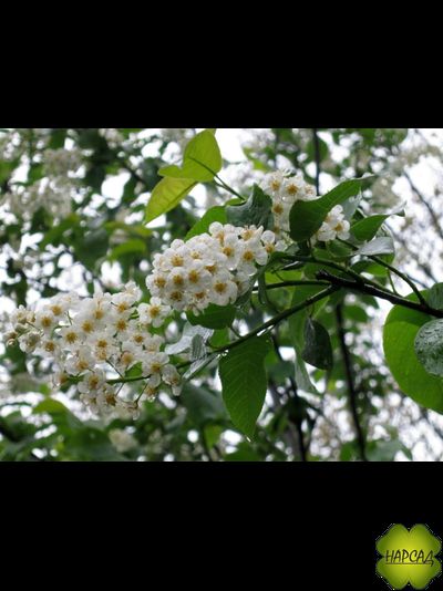 Черёмуха "СИБИРСКАЯ КРАСАВИЦА" (САЖЕНЕЦ 3 ГОДА)