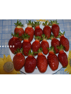 Купчиха улучшенная земклуника