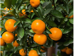 Мандарин красный (Citrus reticulata) Сицилия, цедра (5 мл) - 100% натуральное эфирное масло