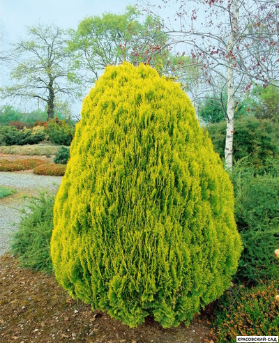 Туя Ауреа Нана - Aurea Nana