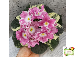 НД-Морковка (Н. Данилова-Суворова) 2021 г.