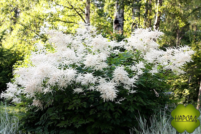 Волжанка обыкновенная (двудомная, лесная)