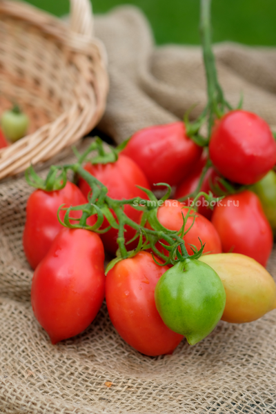 Томат Новинка Приднестровья, 10 шт