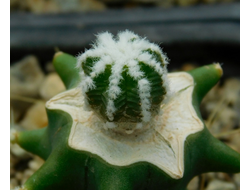 Aztekium hintonii (d=12 мм)