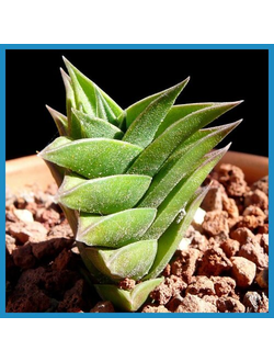 Haworthia viscosa
