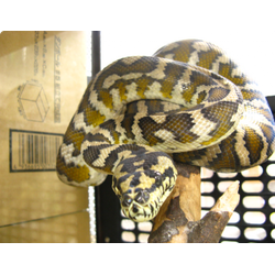 Новогвинейский ковровый питон (Morelia spilota variegata)