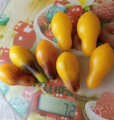 Томат черри Индиго кумкват грушевидный, (Indigo Kumquat pear)