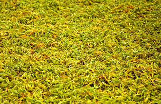 Иланг-иланг комплит (Cananga odorata), цветы 5 мл - 100% натуральное эфирное масло
