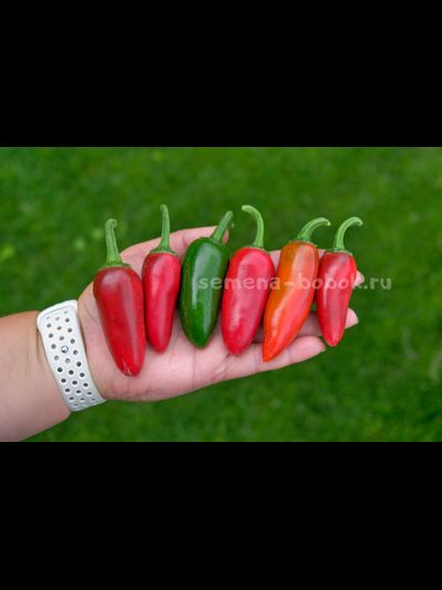 Перец острый Jalapeno Craig's Grande (Халапеньо Крейг Гранд), 10 шт